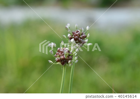 Nobil的花和mukago Nobil的花和mukago 40145614