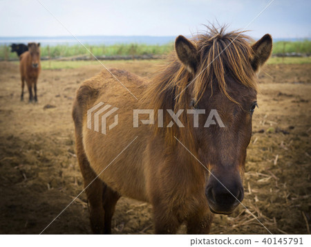 Okinawa Prefecture Miyakojima Miyako Horse Okinawa Prefecture Miyakojima Miyako Horse 40145791