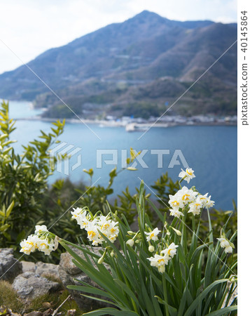 Hiroshima Narcissus and Osaki Shimoshima 40145864