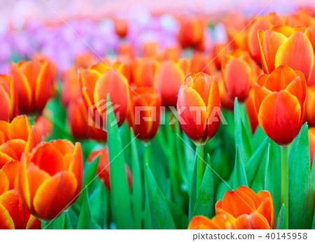 Beautiful orange tulip flowers field in the spring 40145958
