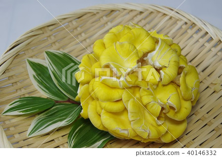 Tamogi mushroom yellow mushroom 40146332