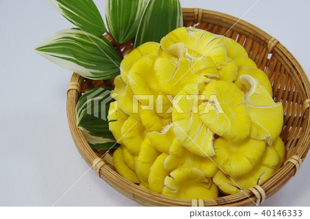 Tamogi mushroom yellow mushroom 40146333