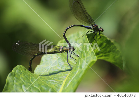 交配Asahina kawatonbo 40146378