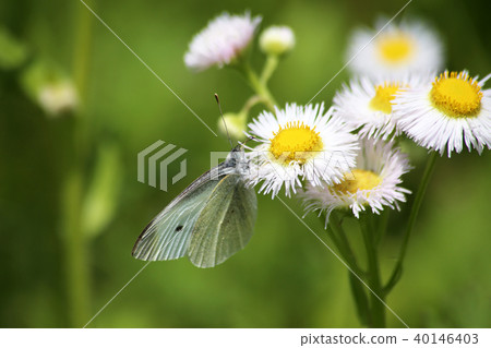 Flower and monstrochu Flower and monstrochu 40146403