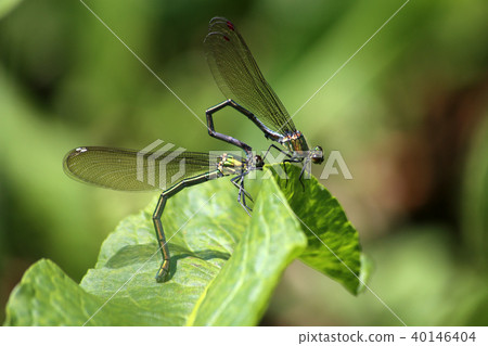 交配Asahina kawatonbo 40146404