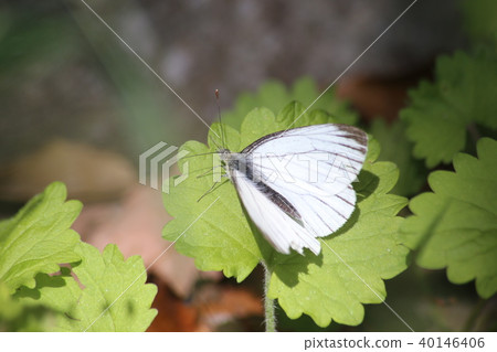 條紋白蝴蝶 40146406