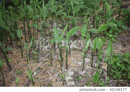 肌肉生長 肌肉生長 40146577