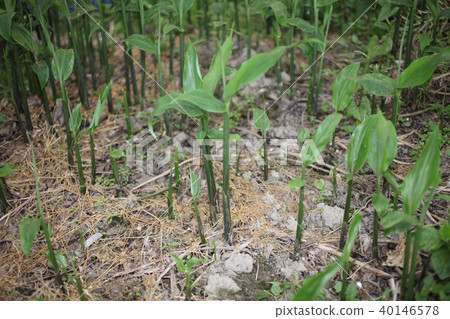 肌肉生長 40146578