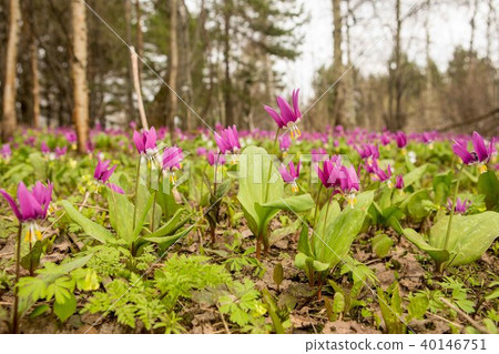 Field. Flower field. The first spring flowers 40146751