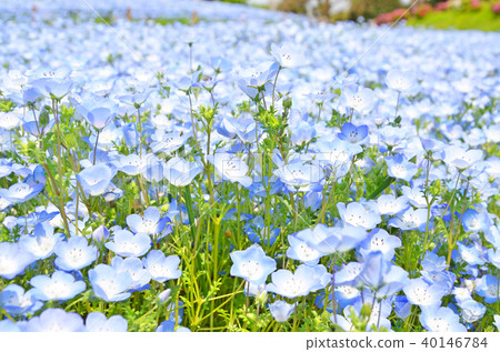 Nemophila Nemophila 40146784