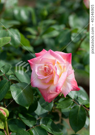 Pink and white rose flower up 40146905