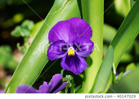 Dark Purple Pansy Flower Up 40147029