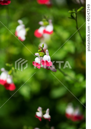 Close up of red and white salvia "hot lips" flower 40147249