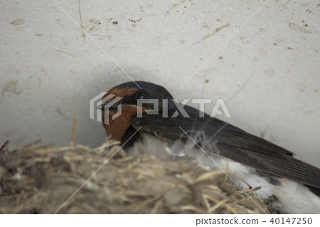 Swallow Swallow 40147250