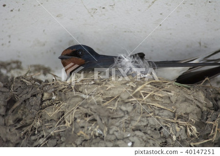 Swallow  Swallow  40147251