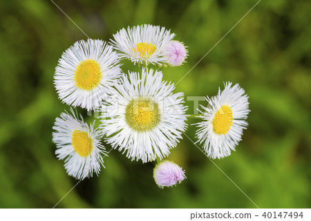 Wild Flower of Haruon 40147494