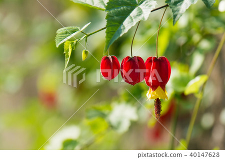 Cute Tyrolean lamp 40147628