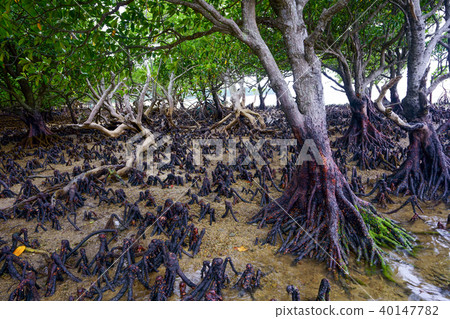 Mangrove forest 40147782