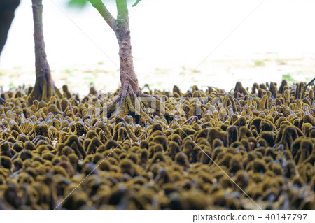 Mangrove forest Mangrove forest 40147797