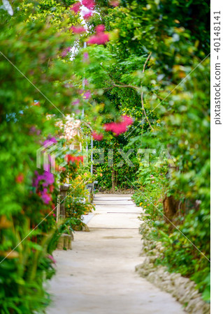 Fukugi trees in Bise Fukugi trees in Bise 40148141