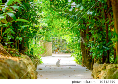 Fukugi trees in Bise Fukugi trees in Bise 40148159