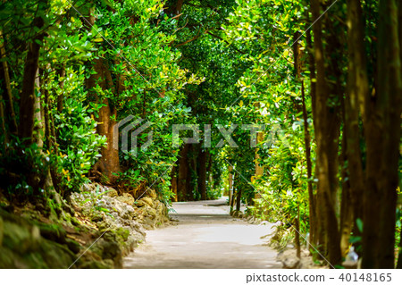 Fukugi trees in Bise Fukugi trees in Bise 40148165