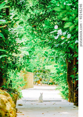 Fukugi trees in Bise 40148246