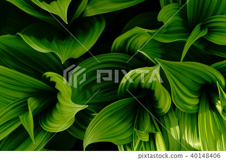 藜專輯 40148406
