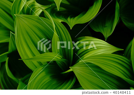 藜專輯 40148411