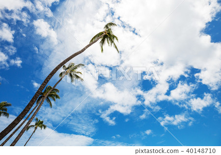Palm 40148710