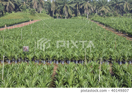 Palm tree plantation Palm tree plantation 40149807