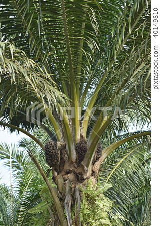Oil palm fruit 40149810