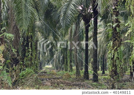 油棕櫚種植園 油棕櫚種植園 40149811