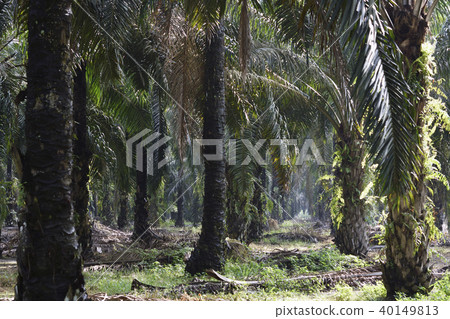油棕櫚種植園 40149813