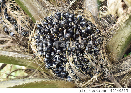 油棕櫚樹果子關閉 40149815