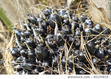 油棕櫚樹果子關閉 40149816