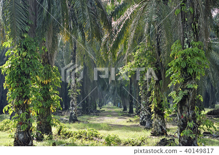 油棕櫚種植園 40149817
