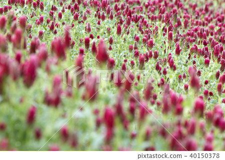 Crimson clover fields in the early spring reclamation area 40150378