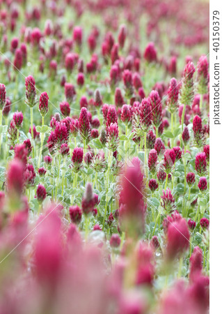 Crimson clover fields in the early spring reclamation area 40150379