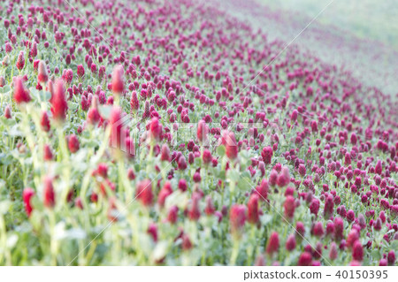 Crimson clover fields in the early spring reclamation area Crimson clover fields in the early spring reclamation area 40150395