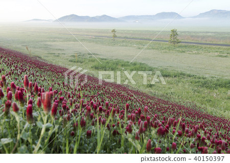 Crimson clover fields in the early spring reclamation area 40150397