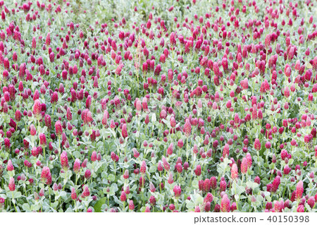 Crimson clover fields in the early spring reclamation area 40150398