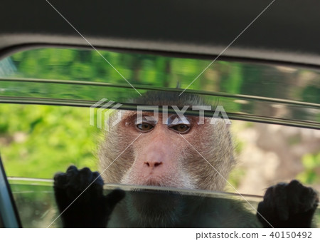 Monkey looking in the car through a car window. 40150492