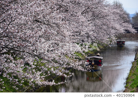 Omi Hachiman water town tour cherry blossoms Omi Hachiman water town tour cherry blossoms 40150904