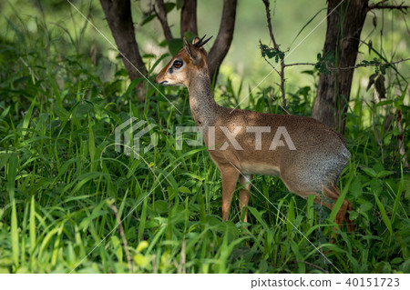 Kirk dik-dik in shady grass beside trees 40151723