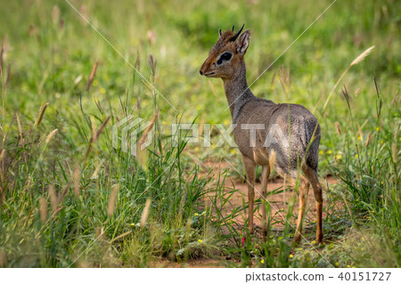 Kirk dik-dik with turned head in grass Kirk dik-dik with turned head in grass 40151727