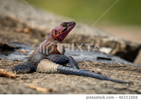 Male agama lizard turning head on rocks 40151808