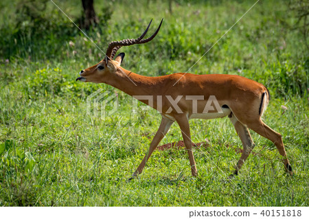 Male impala extends tongue to court female Male impala extends tongue to court female 40151818