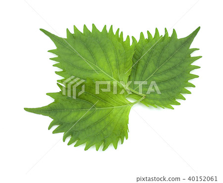 fresh green shiso leaf on white background fresh green shiso leaf on white background 40152061