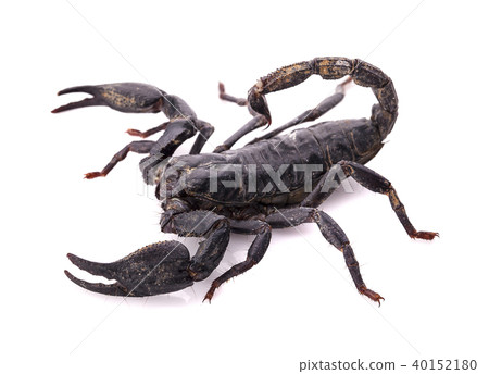 scorpion on white background scorpion on white background 40152180